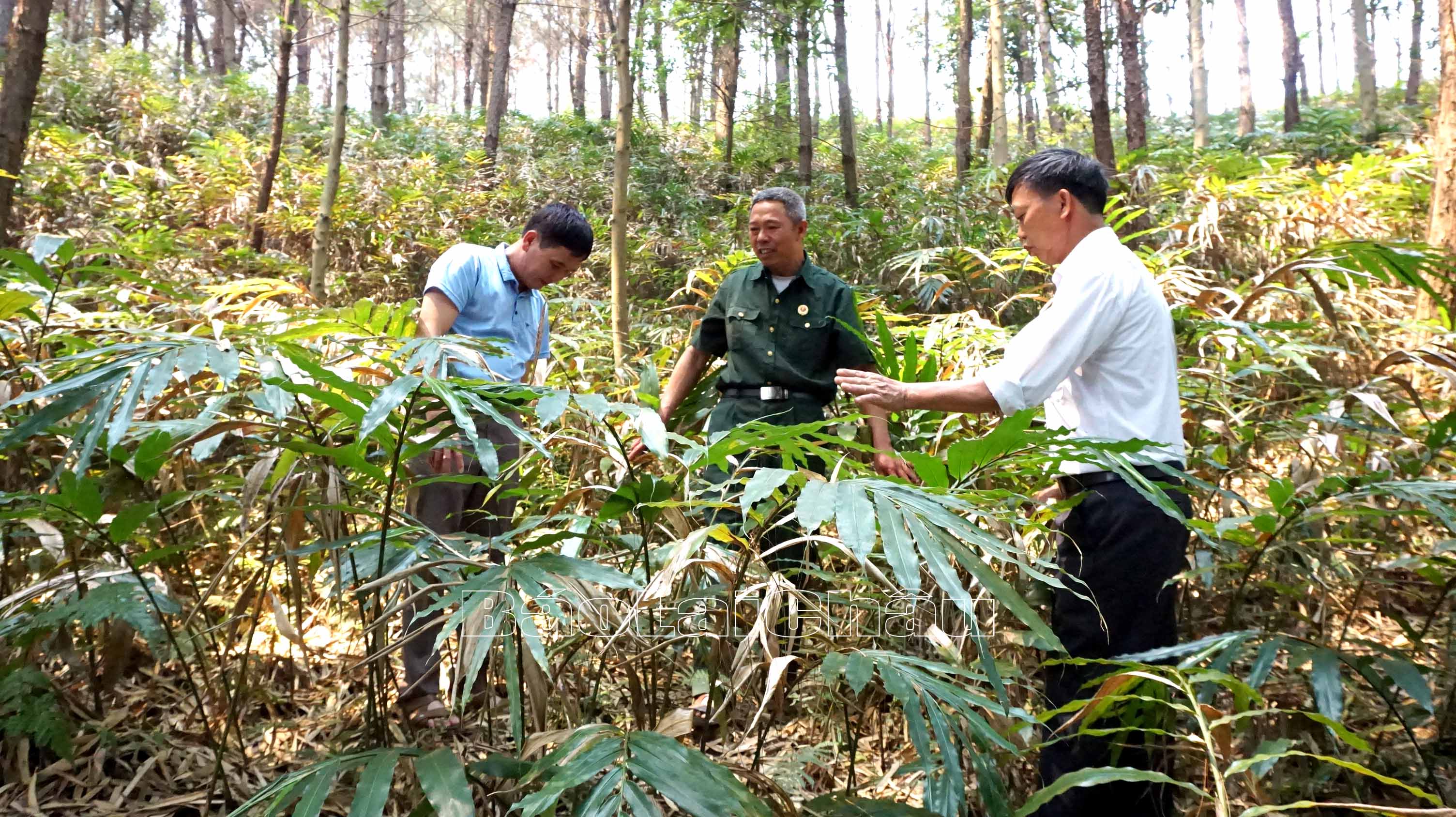 Phát huy phẩm chất bộ đội Cụ Hồ, những CCB xã Mường Than luôn nỗ lực phát triển kinh tế, vươn lên làm giàu.