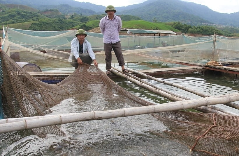 Thông qua Chương trình mục tiêu quốc gia giảm nghèo bền vững người dân xã Mường Mô (huyện Nậm Nhùn) được hỗ trợ phát triển nuôi cá lồng trên lòng hồ Thủy điện Lai Châu. Ảnh: Ngọc Duy