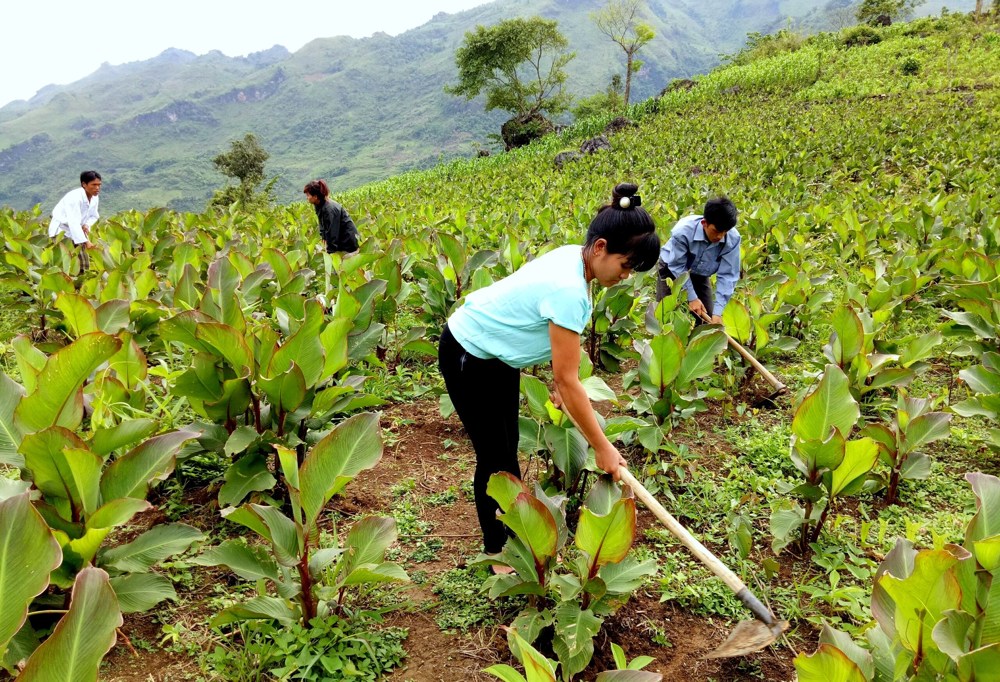 Người dân xã Trung Chải (huyện Nậm Nhùn) phát triển trồng cây dong riềng tăng nguồn thu nhập.
