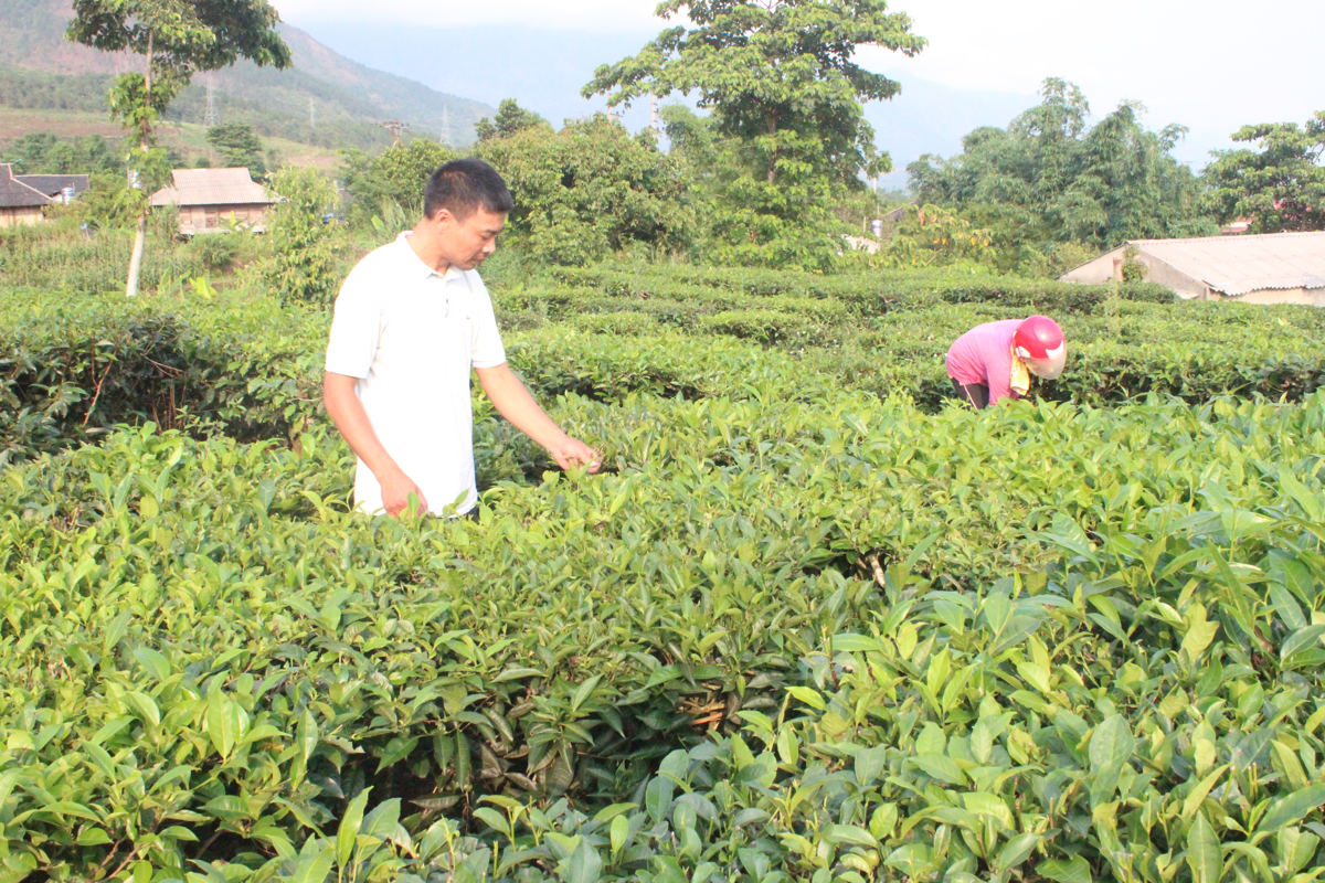 Anh Hoàng chăm sóc chè của gia đình
