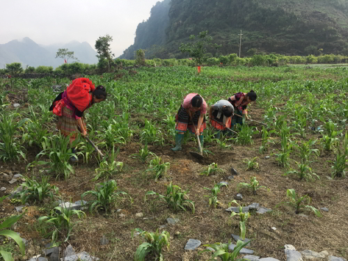 gia dinh chi Lai cham soc ngo
