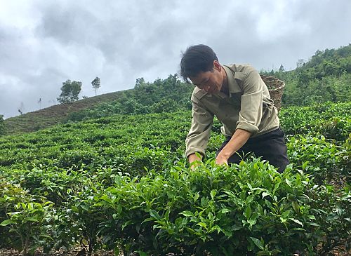 CCB Tòng Văn Láng - bản Nà Út thu hái chè búp tươi.