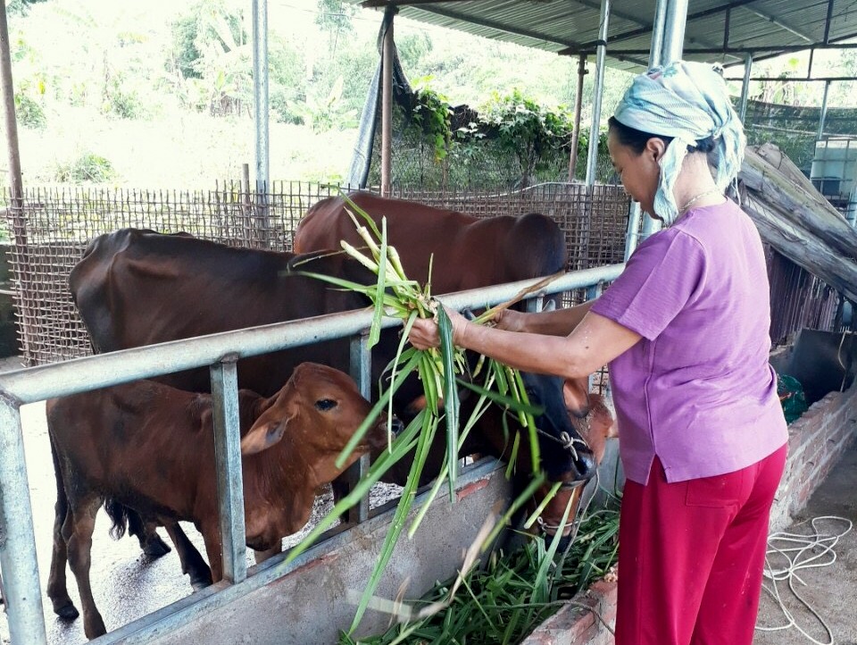Nông dân xã Nậm Hàng (huyện Nậm Nhùn) nuôi bò sinh sản theo hình thức nuôi nhốt tập trung mang lại giá trị kinh tế.