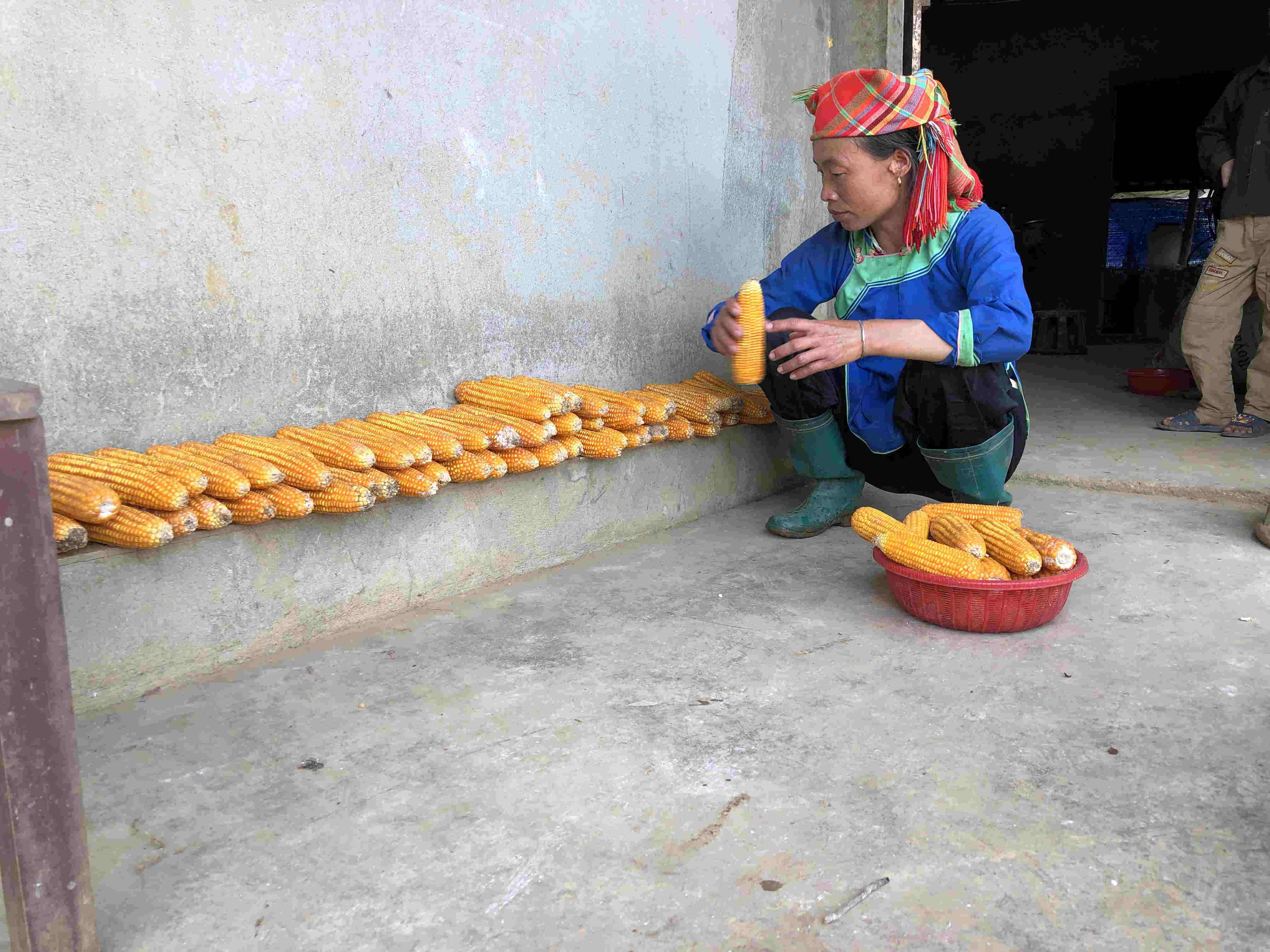 Người dân xã Bản Giang phân loại ngô và bảo quản ngô.