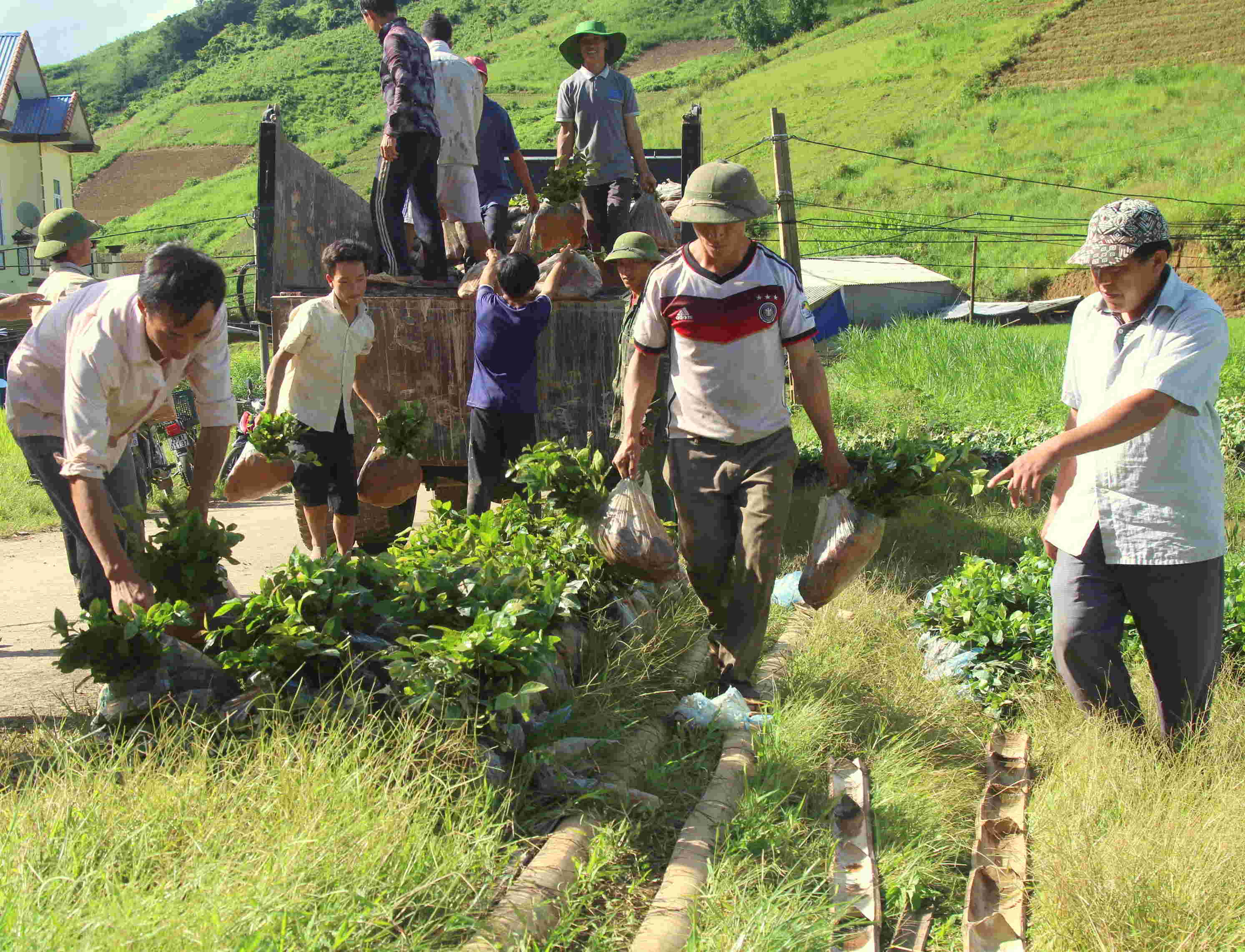 Huyện Tam Đường đẩy nhanh tiến độ trồng chè
