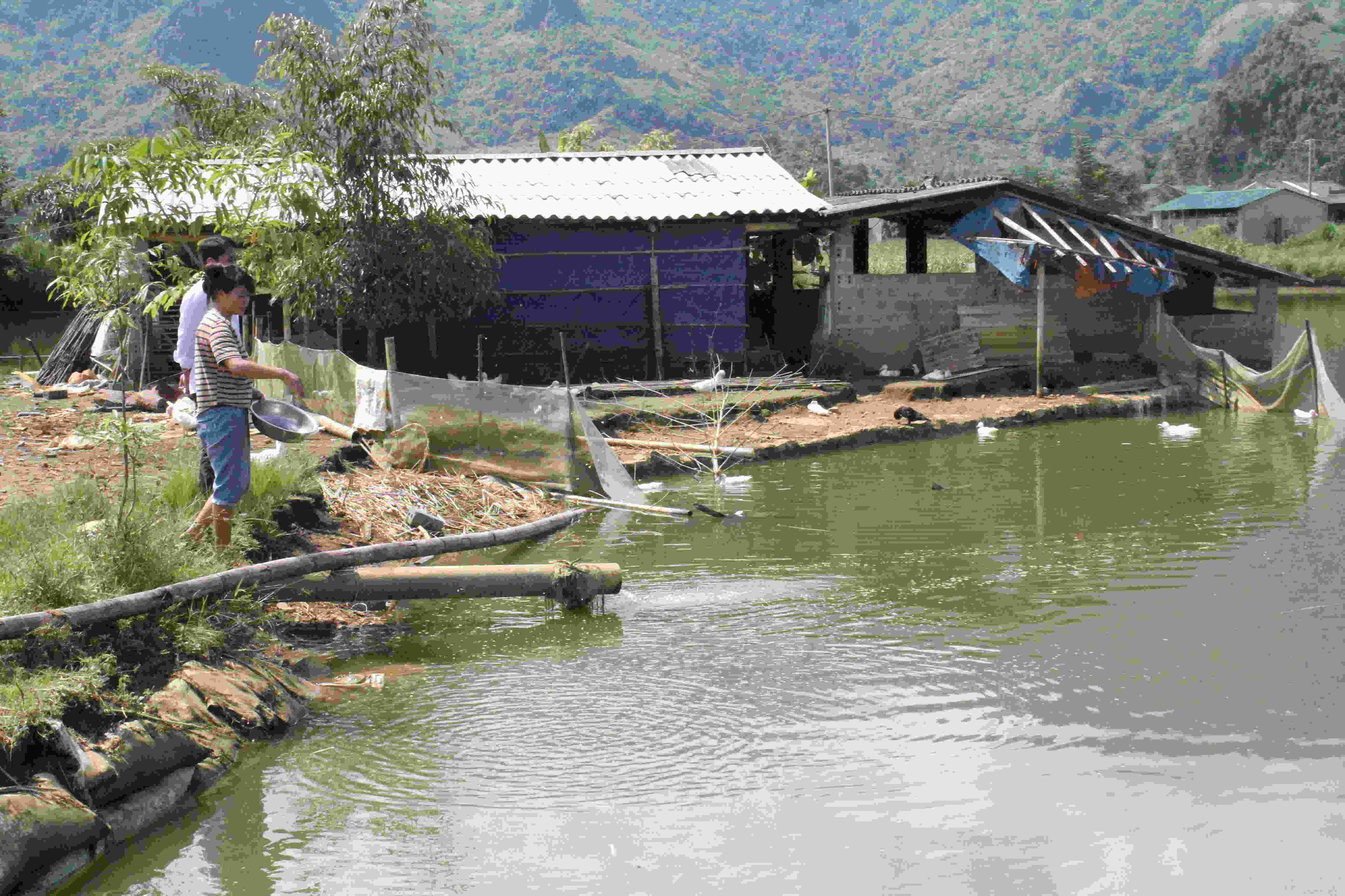 Bà con xã Bản Giang (huyện Tam Đường) phát triển nuôi trồng thủy sản.Bà con xã Bản Giang (huyện Tam Đường) phát triển nuôi trồng thủy sản.