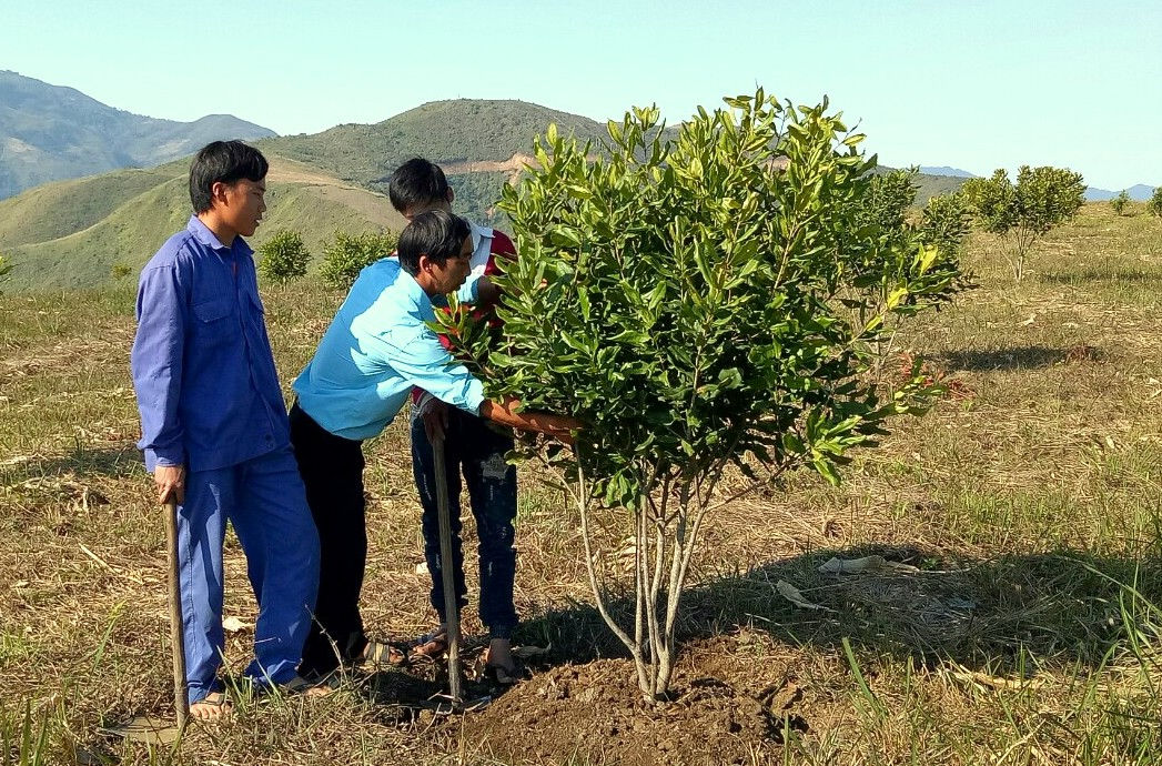 Người dân bản Pề Ngài 1 (xã Nậm Pì) chăm sóc cây mắc ca.