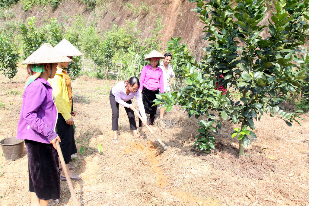 Cán bộ kỹ thuật Trung tâm Dịch vụ Nông nghiệp huyện Than Uyên hướng dẫn bà con bản Vè, xã Mường Mít chăm sóc cây bưởi da xanh