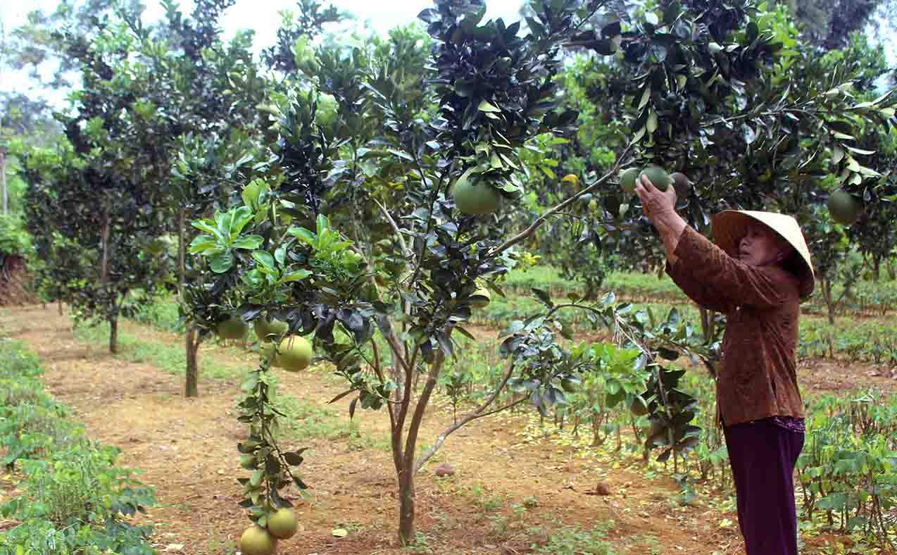 Phát triển, mở rộng diện tích cây ăn quả | Báo Lai Châu điện tử