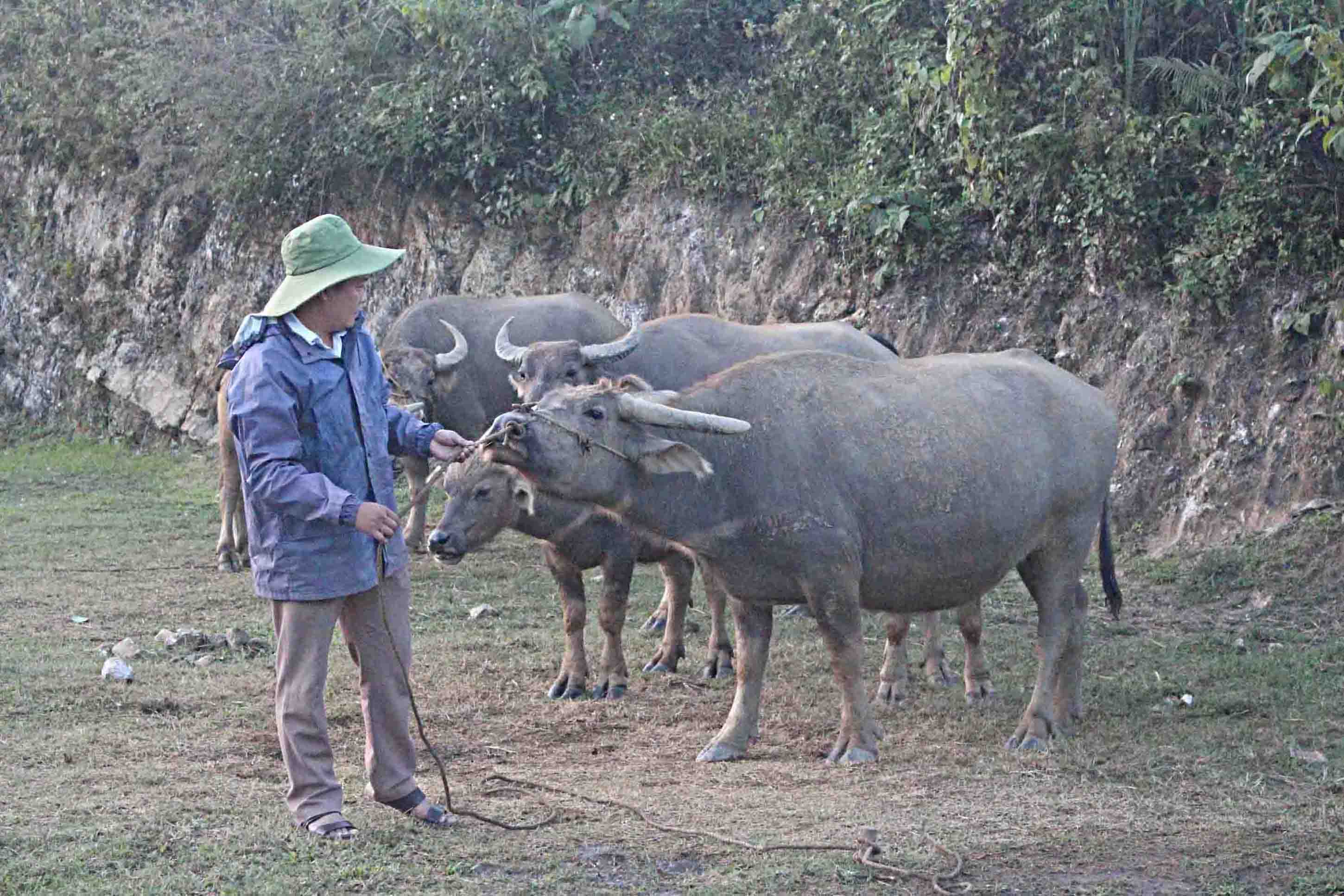 Hội viên HND phường Quyết Thắng chăm sóc đàn gia súc