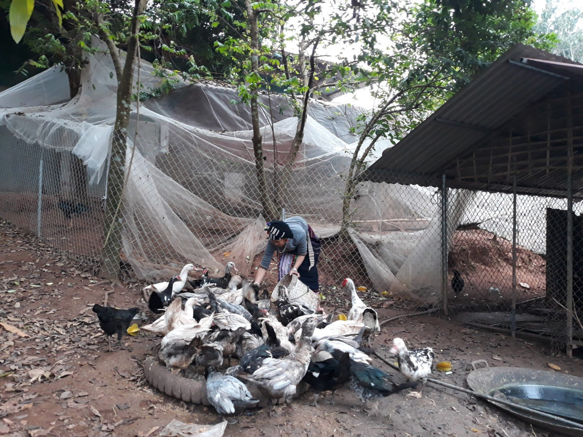 Chủ động phòng, chống dịch cúm gia cầm