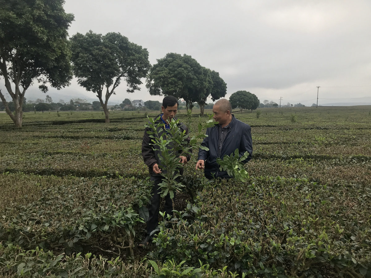 Ông Lê Duy Phúc (bên phải) chia sẻ kinh nghiệm trồng chè sạch, an toàn.