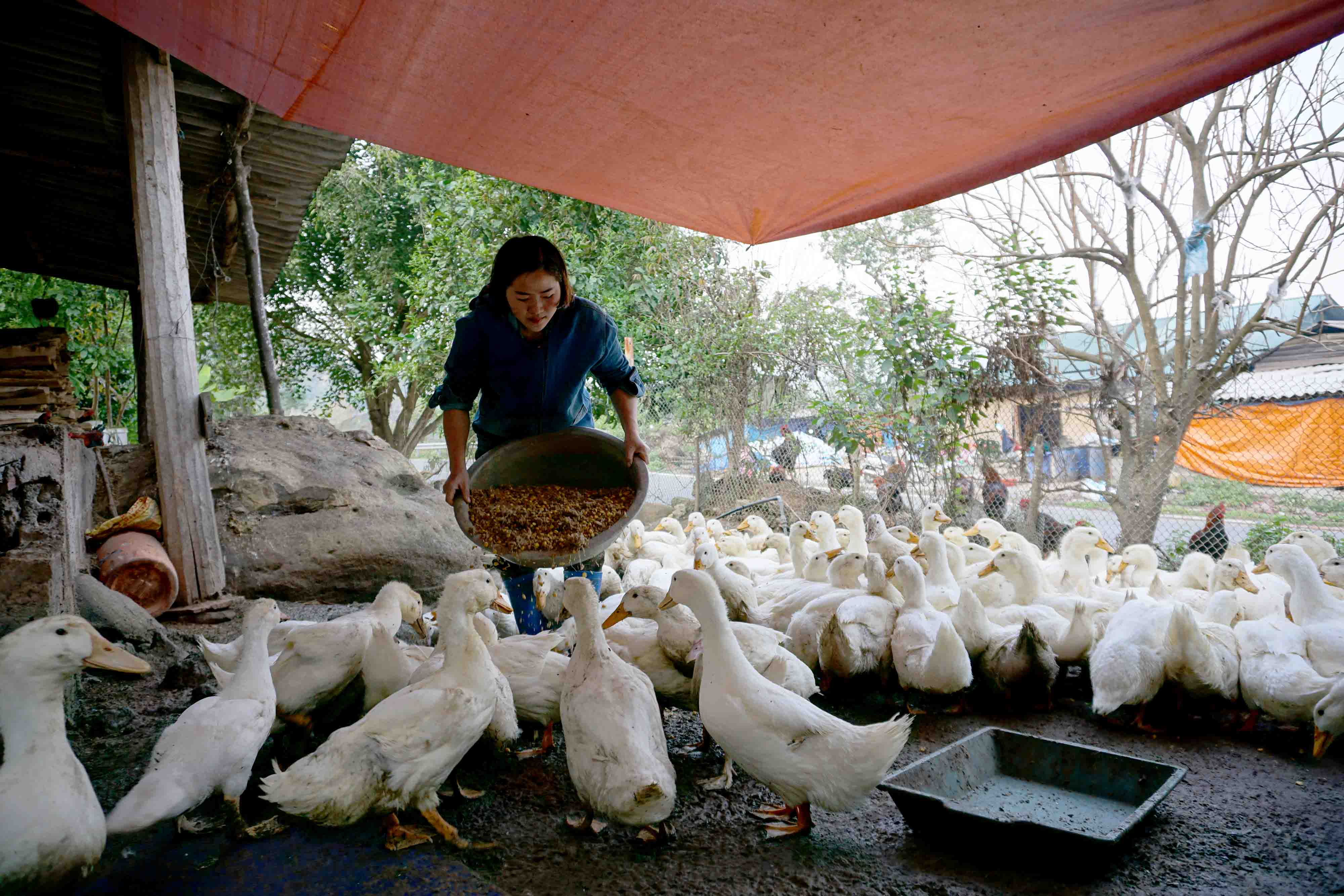 chị hạnh