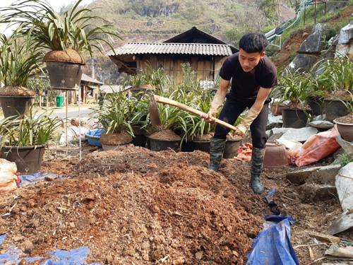 Anh Sùng A Phềnh bản Sin Suối Hồ trộn hỗn hợp bón cho địa lan.