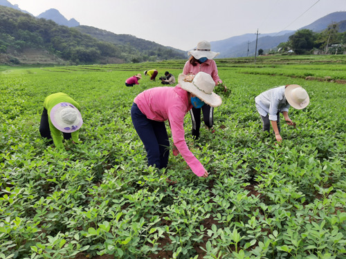  Người dân bản Đớ xã Khổng Lào chăm sóc lạc.