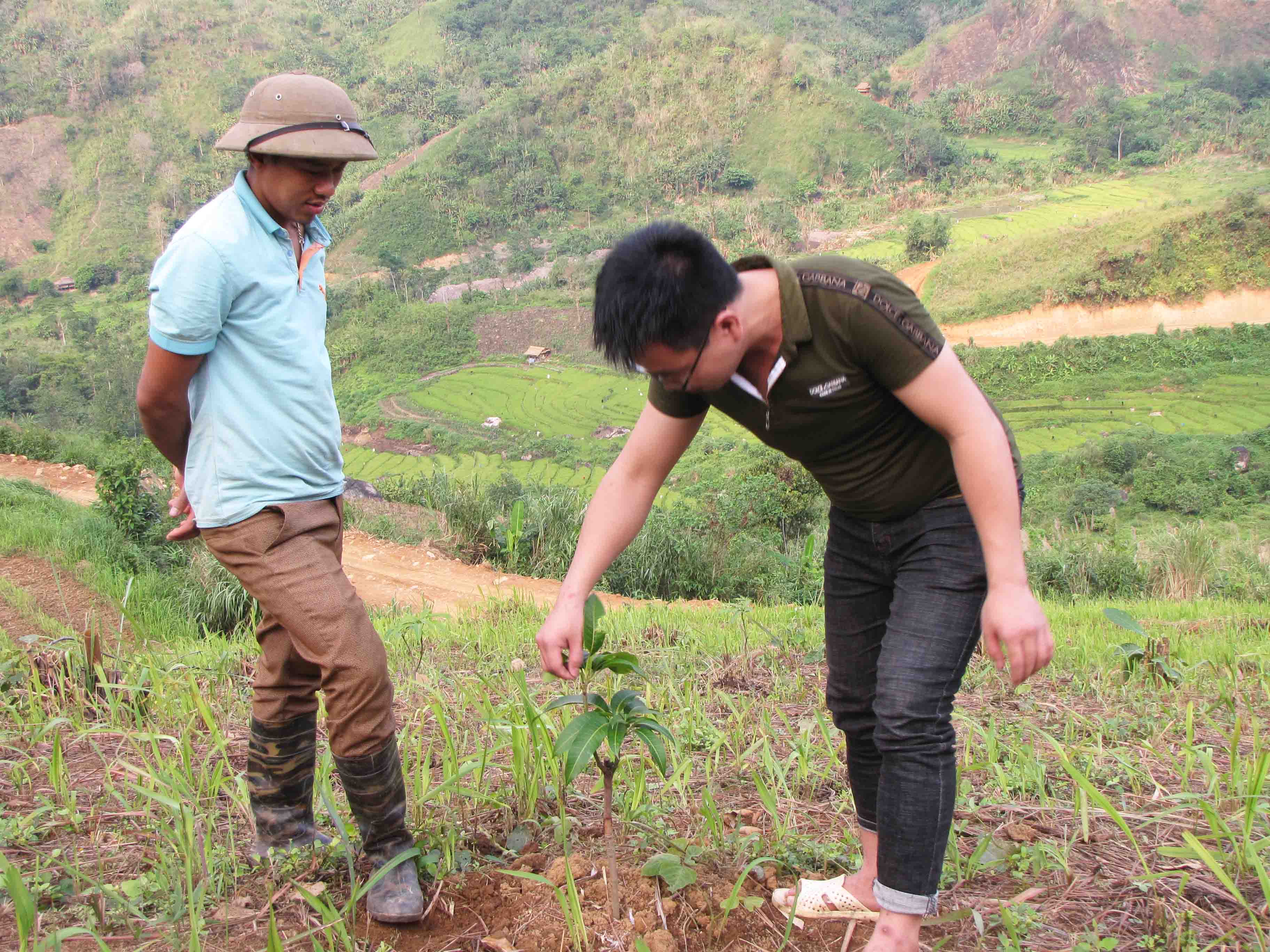 Cán bộ nông nghiệp xã Nậm Manh hướng dẫn người dân bản Nậm Manh kỹ thuật chăm sóc cây xoài