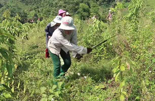 Người dân xã Ma Quai (huyện Sìn Hồ) phát dọn thực bì bảo vệ rừng.
