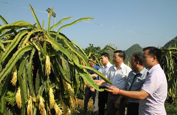 Lãnh đạo, cán bộ phường Đông Phong (thành phố Lai Châu) thăm mô hình trồng cây thanh long ở bản Tả Xin Chải.