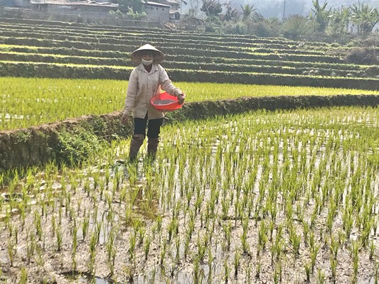 Người dân bản Lở Thàng chăm sóc lúa chất lượng cao Người dân bản Lở Thàng chăm sóc lúa chất lượng cao