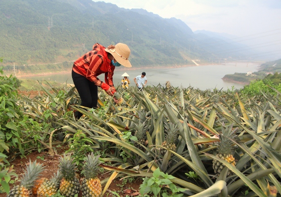 Người dân xã Lê Lợi huyện (huyện Nậm Nhùn) thu hoạch quả dứa.