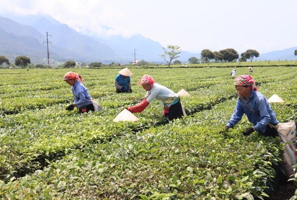 Người dân Đội 5 (thị trấn Tân Uyên) thu hái chè.