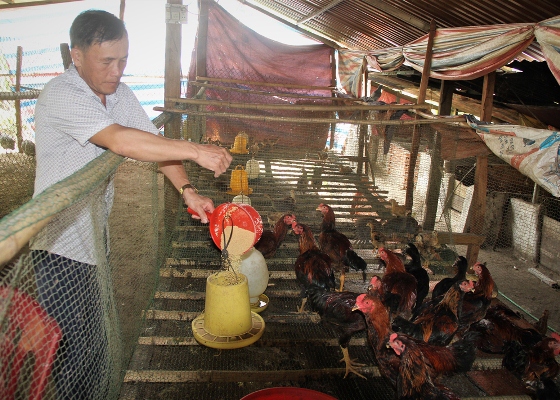 Ông Mùm chăm sóc đàn gà.