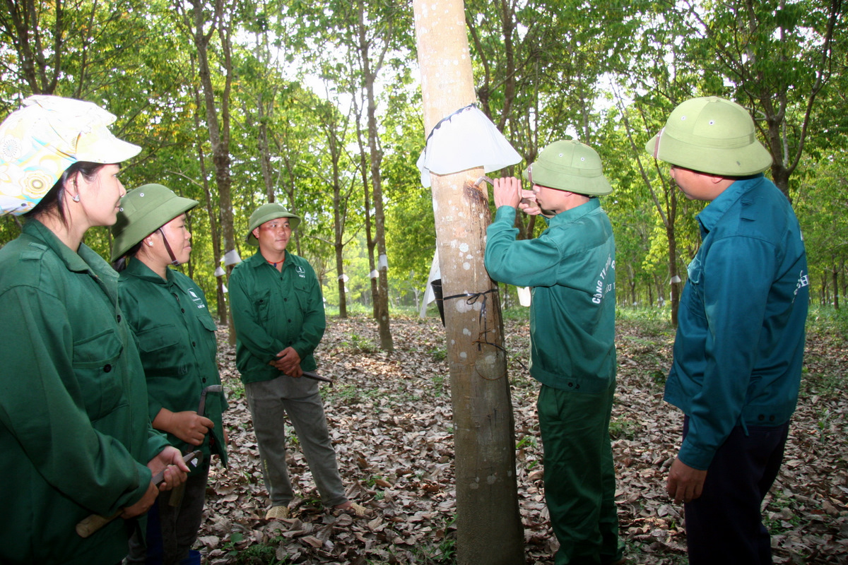 Công nhân Nông trường cao su Nậm Na được cán bộ kỹ thuật của Công ty hướng dẫn cạo mủ cao su
