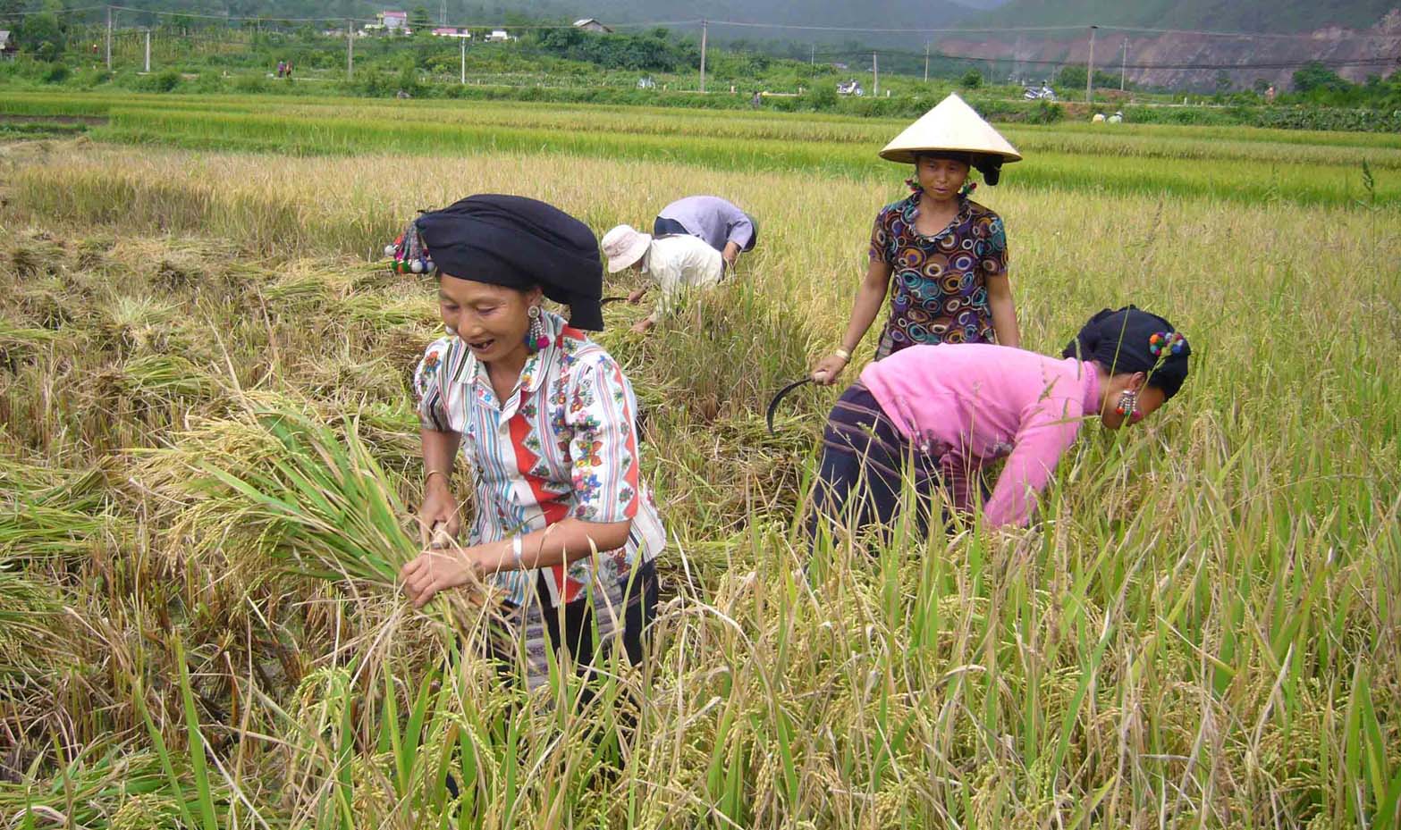 Thêm một vụ mùa bội thu