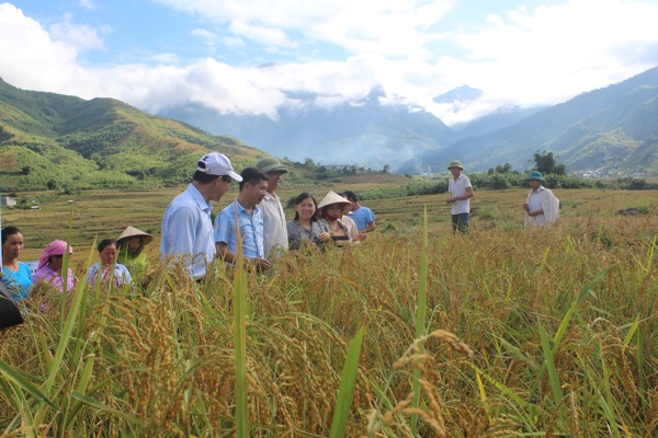 Hội nghị đầu bờ mô hình canh tác lúa cải tiến (SRI) 111