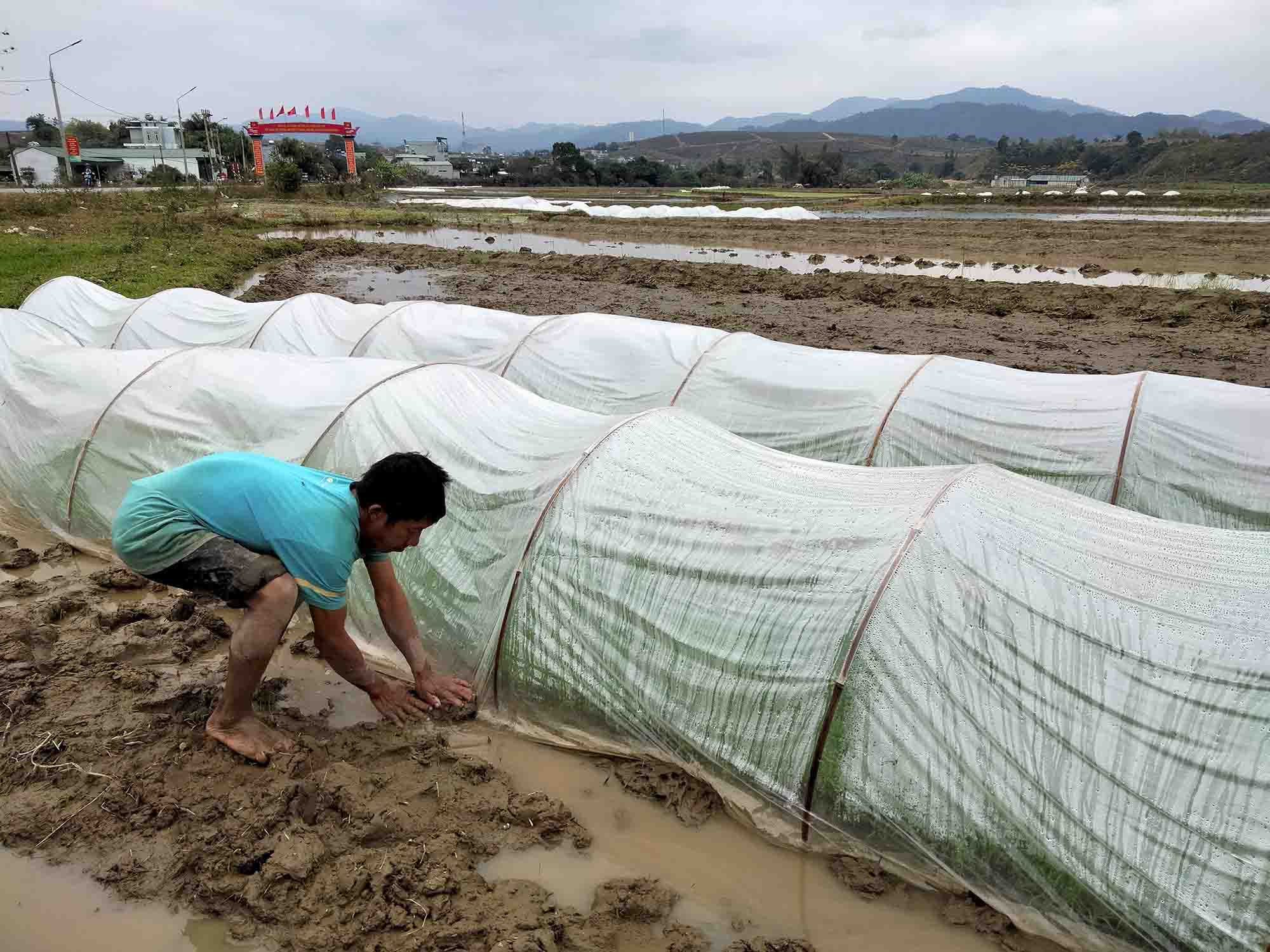 Ông Hặc che phủ mạ chống rét.