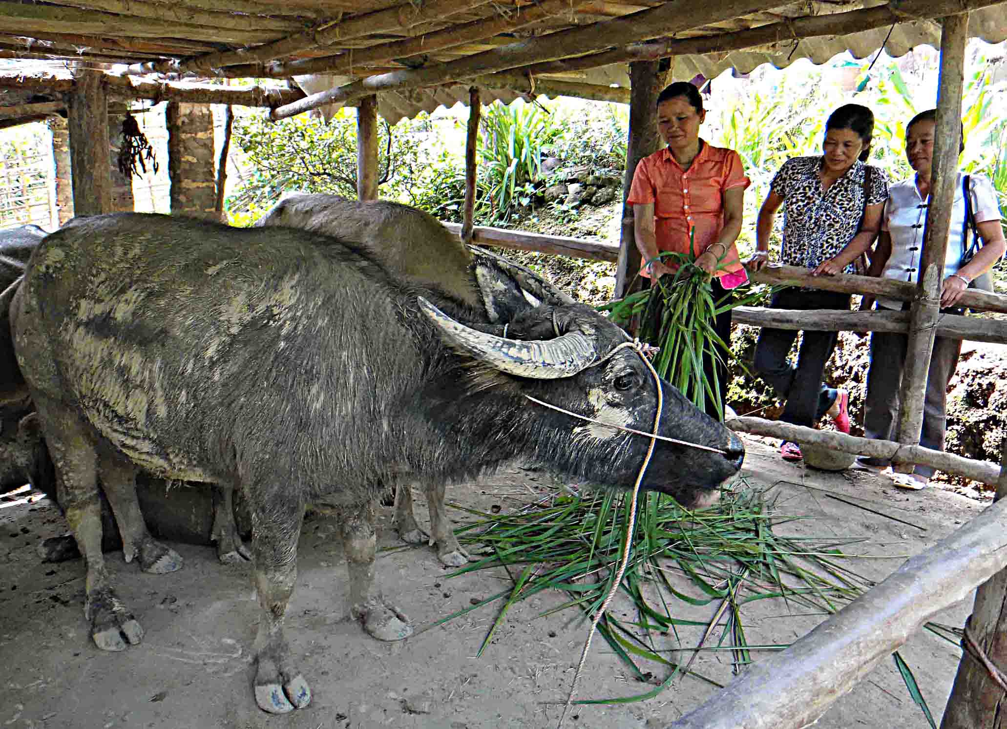 Phụ nữ Bình Lư học tập và làm theo Bác