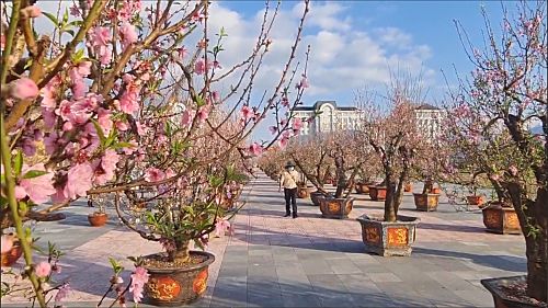 Hàng trăm cây đào rực rỡ khoe sắc tại Quảng trường Nhân dân thu hút người người du xuân chiêm ngưỡng.