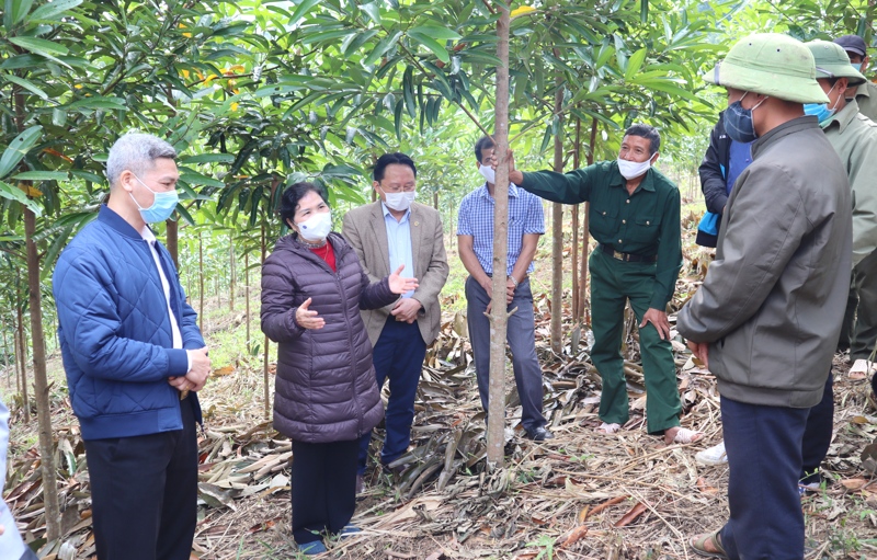 Đoàn công tác của Ban Thường vụ Tỉnh ủy thăm dự án trồng quế tại xã Nậm Chà (huyện Nậm Nhùn).