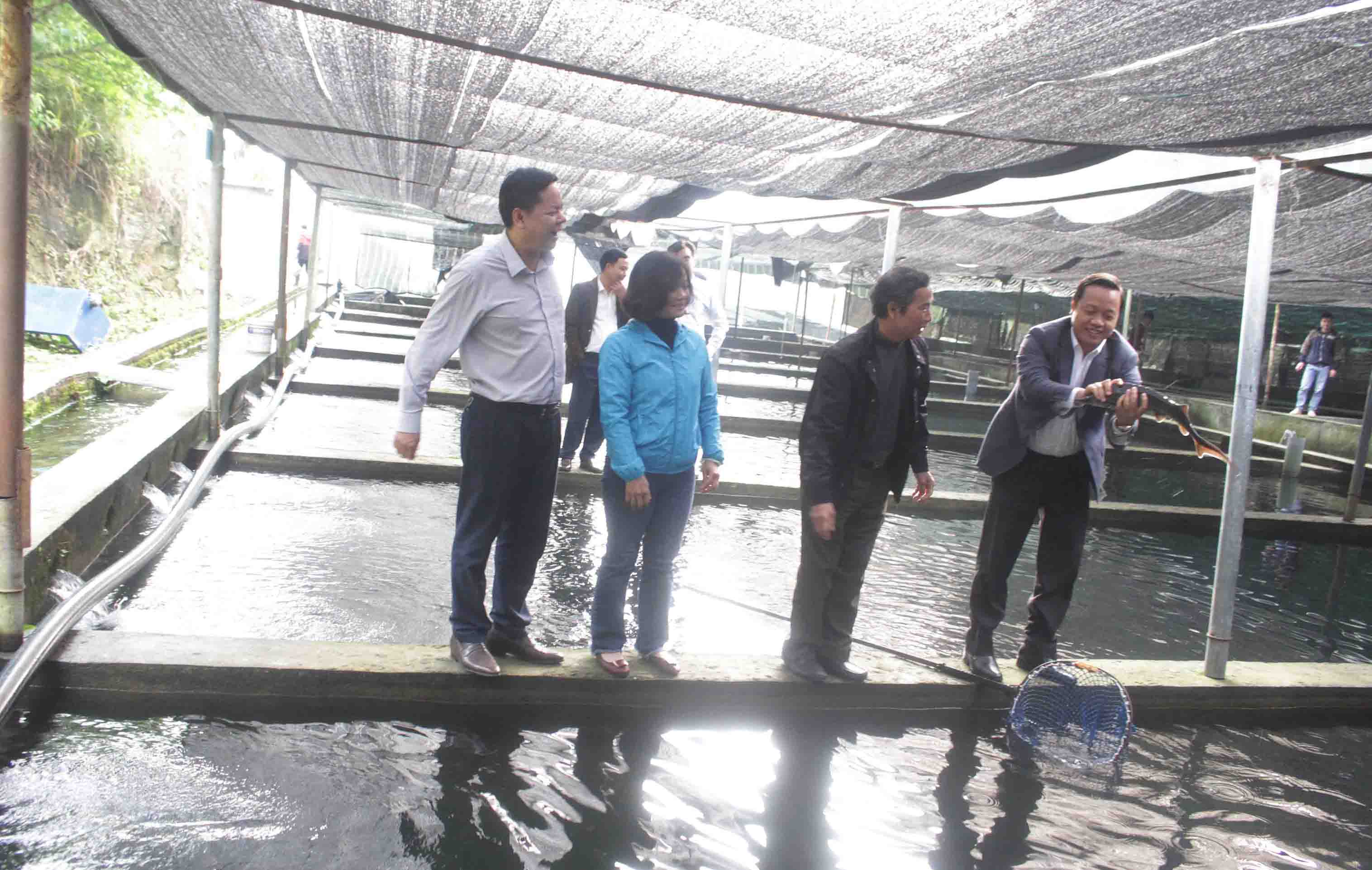 Đoàn công tác tỉnh thăm mô hình nuôi cá tầm của HTX Sản xuất Nông nghiệp và Dịch vụ du lịch Ngũ Chỉ Sơn ở bản Chu Va 12 (xã Sơn Bình, huyện Tam Đường).