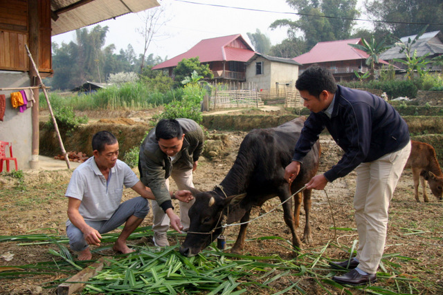 Cán bộ Trung tâm Dịch vụ nông nghiệp huyện Than Uyên hướng dân bà con bản Muông, xã Mường Cang cách phát biện bệnh viêm da nổi cục trên bò.