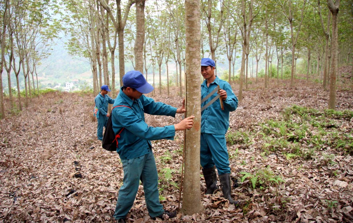 Người dân bản Thẩm Phé (xã Mường Kim, huyện Than Uyên) chuẩn bị khai thác mủ cao su.