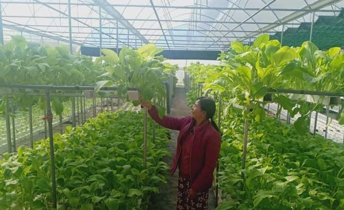Mô hình trồng rau thủy canh của chị Mạc Thị Lý - Chi hội trưởng Chi hội Phụ nữ tổ dân phố số 22 (phường Đông Phong, thành phố Lai Châu).