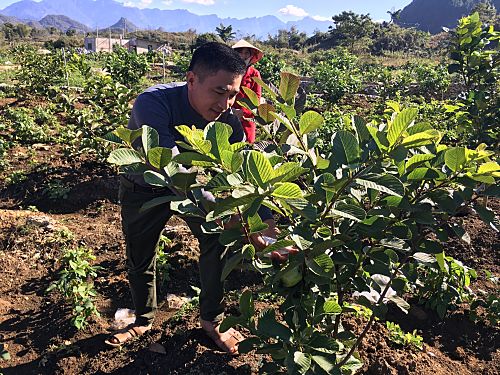 Xã viên HTX Nông sản sạch T&D Lai Châu chăm sóc ổi không hạt theo tiêu chuẩn VietGap.
