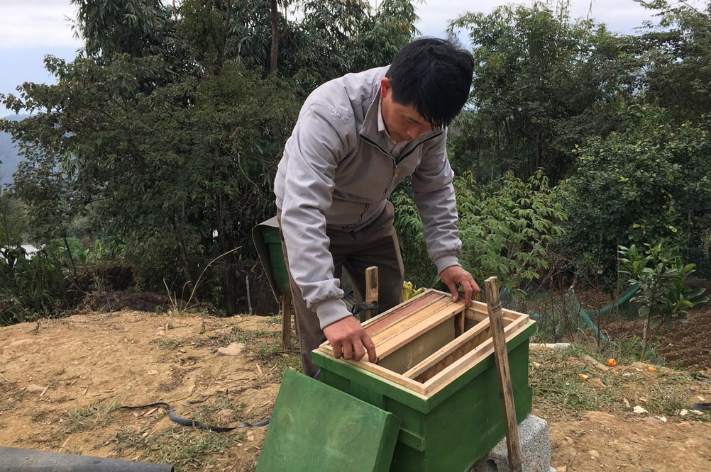 Anh Giống nuôi ong lấy mật.