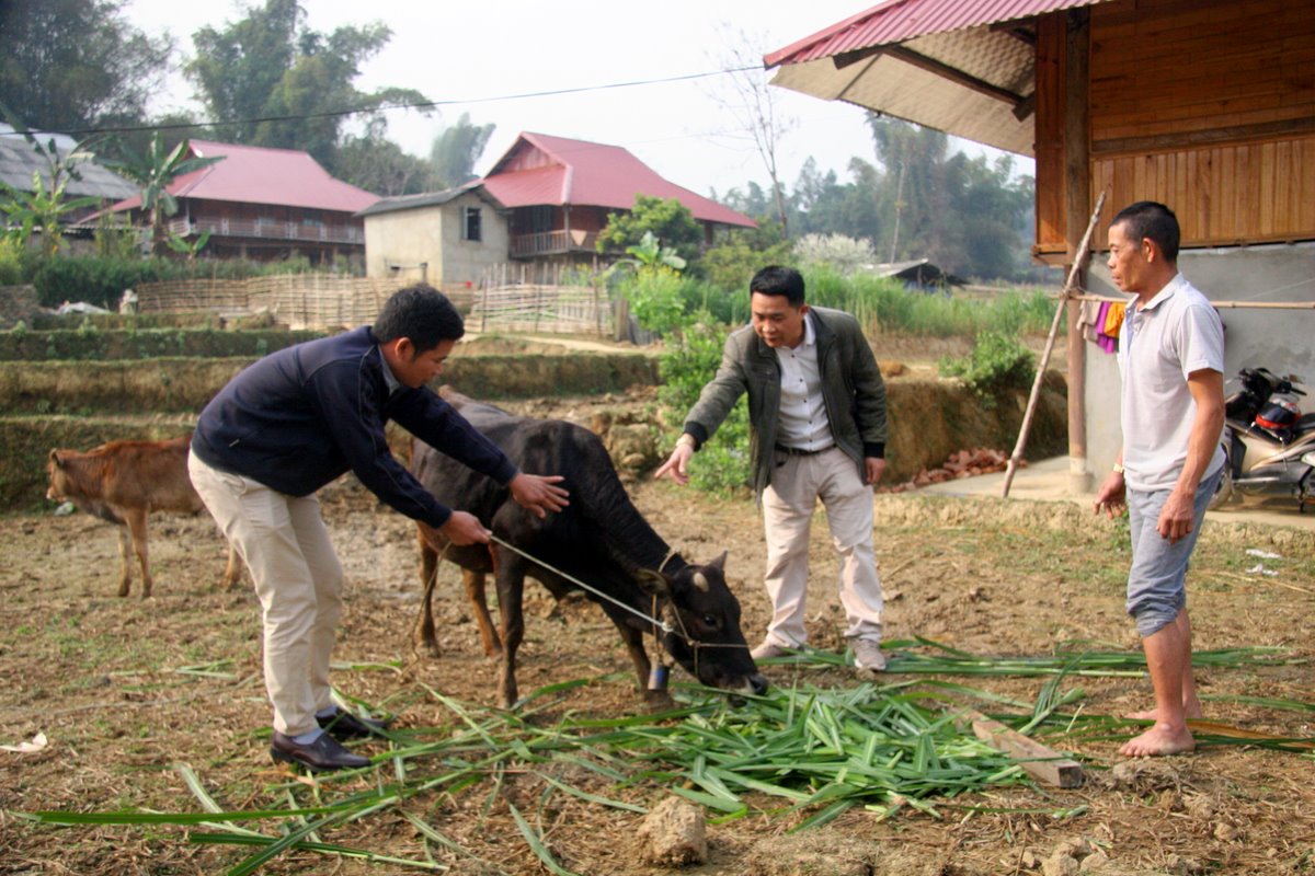 Cán bộ Trung tâm Dịch vụ nông nghiệp huyện Than Uyên hướng dân bà con bản Muông, xã Mường Cang cách phát hiện bệnh viêm da nổi cục trên bò.