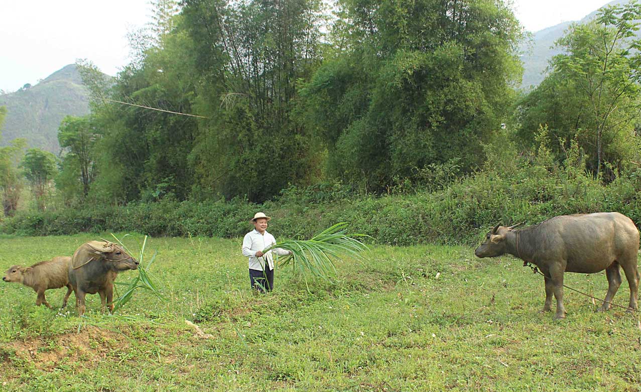 Nông dân bản Phan Chu Hoa (xã Nùng Nàng, huyện Tam Đường) chăm sóc đàn trâu.