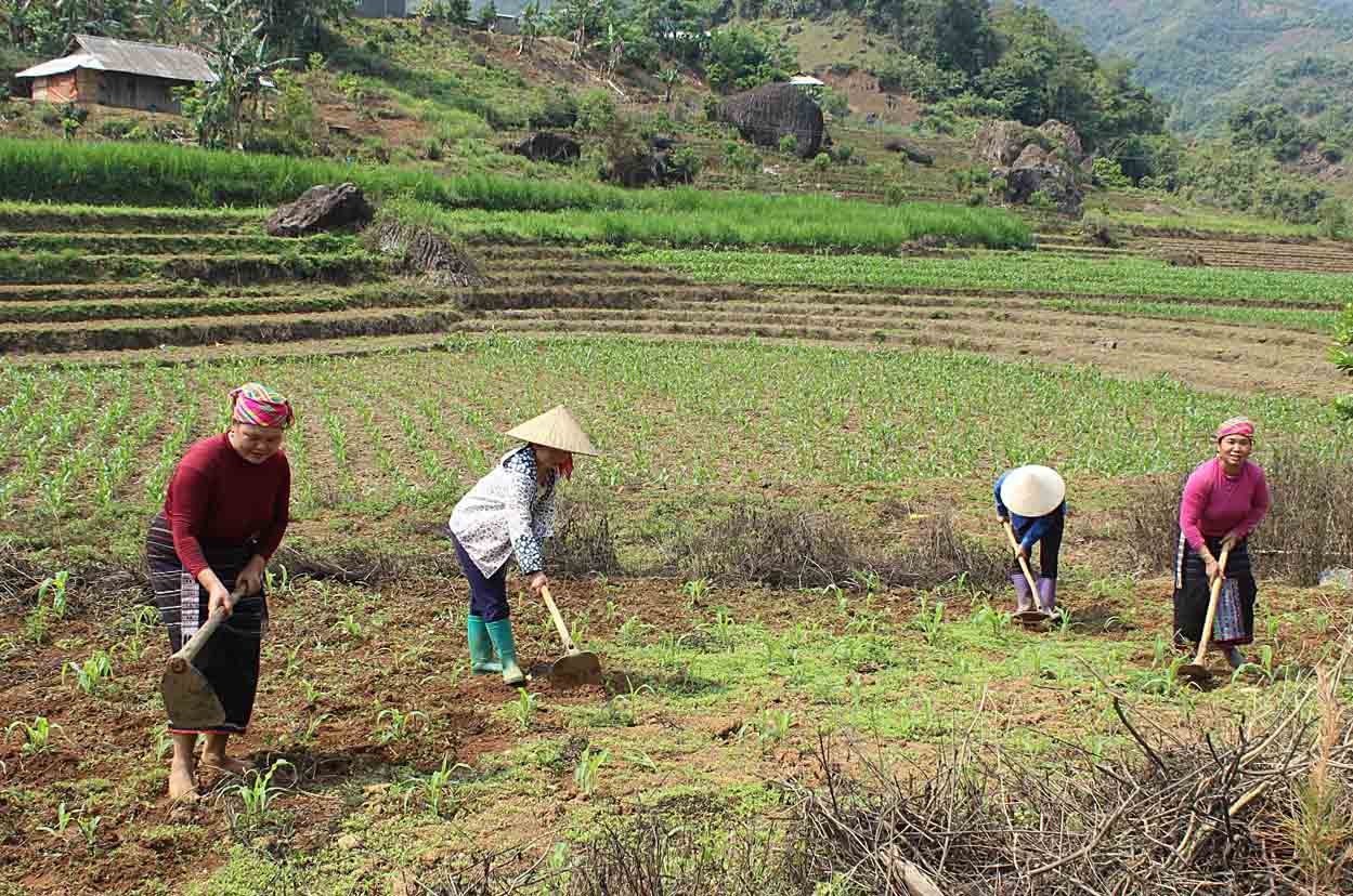 Nông dân xã Bản Hon (huyện Tam Đường) chăm sóc ngô xuân hè.