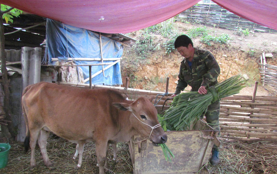 Anh Lù cho bò ăn cỏ voi. 