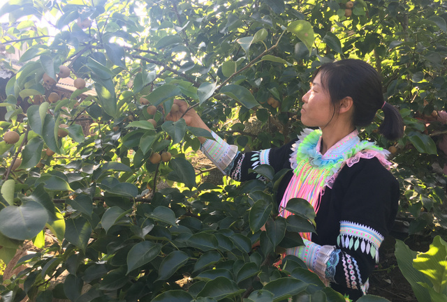 Người dân bản Nhiều Sang (xã Hồ Thầu, huyện Tam Đường) chăm sóc cây ăn quả.