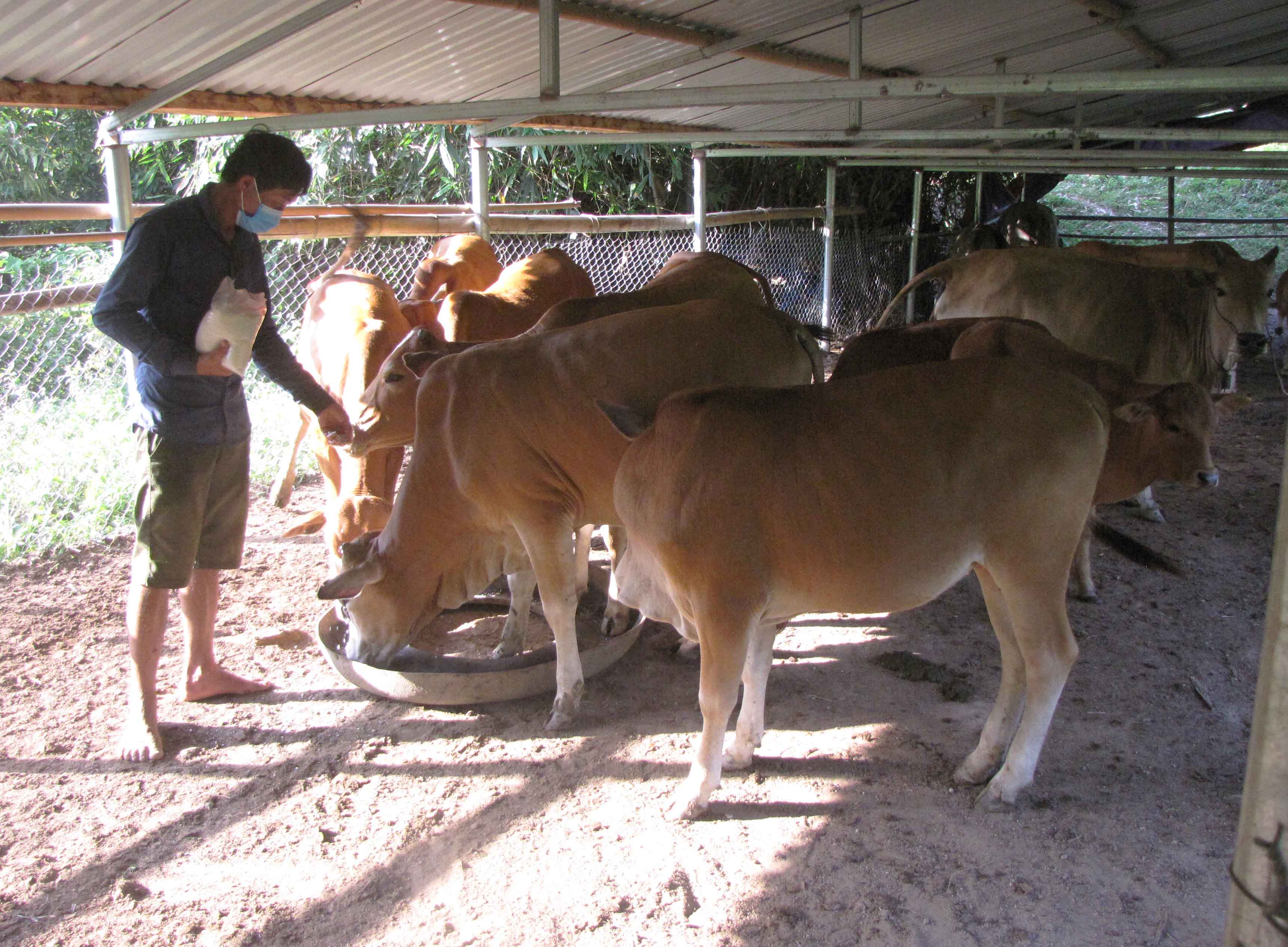 Chăn nuôi nuôi đại gia súc hướng phát triển kinh tế được nhiều hộ gia đình trên địa bàn xã Nậm Hàng (huyện Nậm Nhùn) lựa chọn.