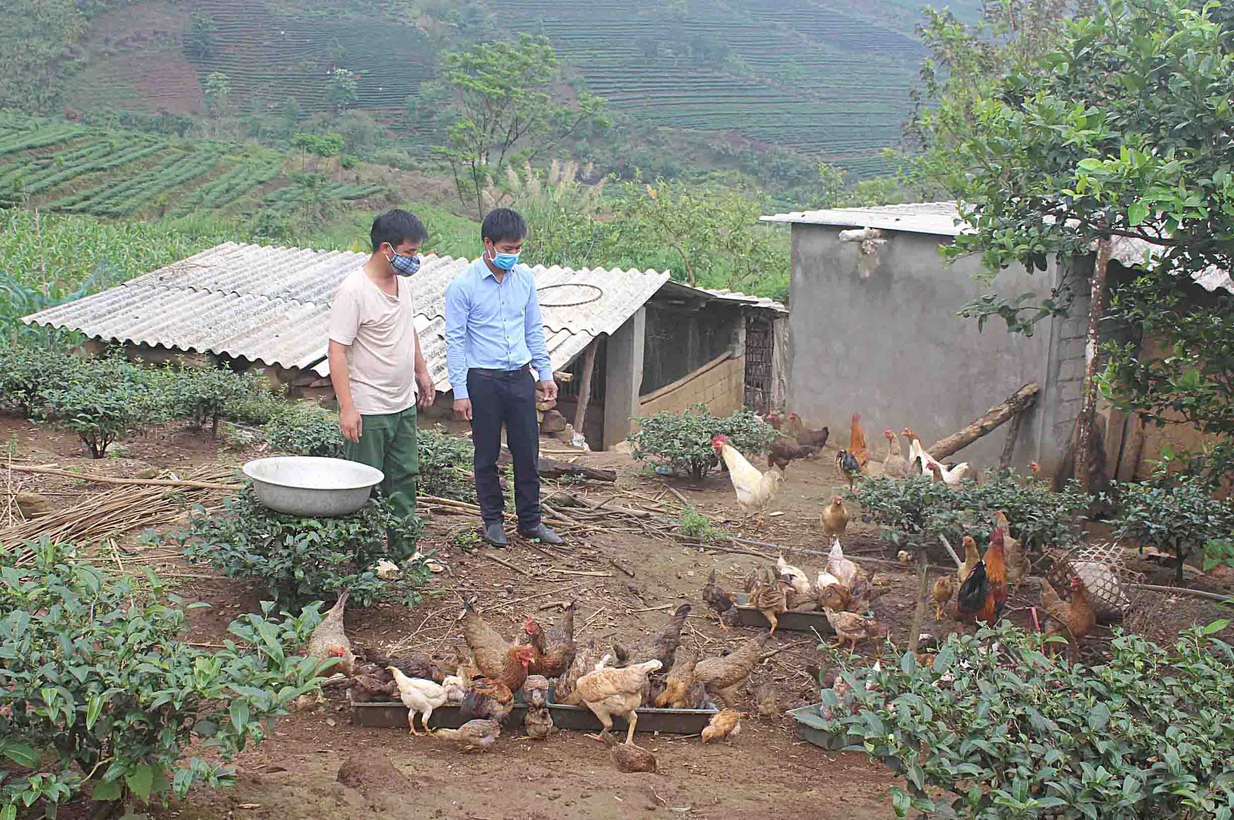 Nông dân bản Hua Sẳng (xã Bản Bo, huyện Tam Đường) chăm sóc gà thả vườn.
