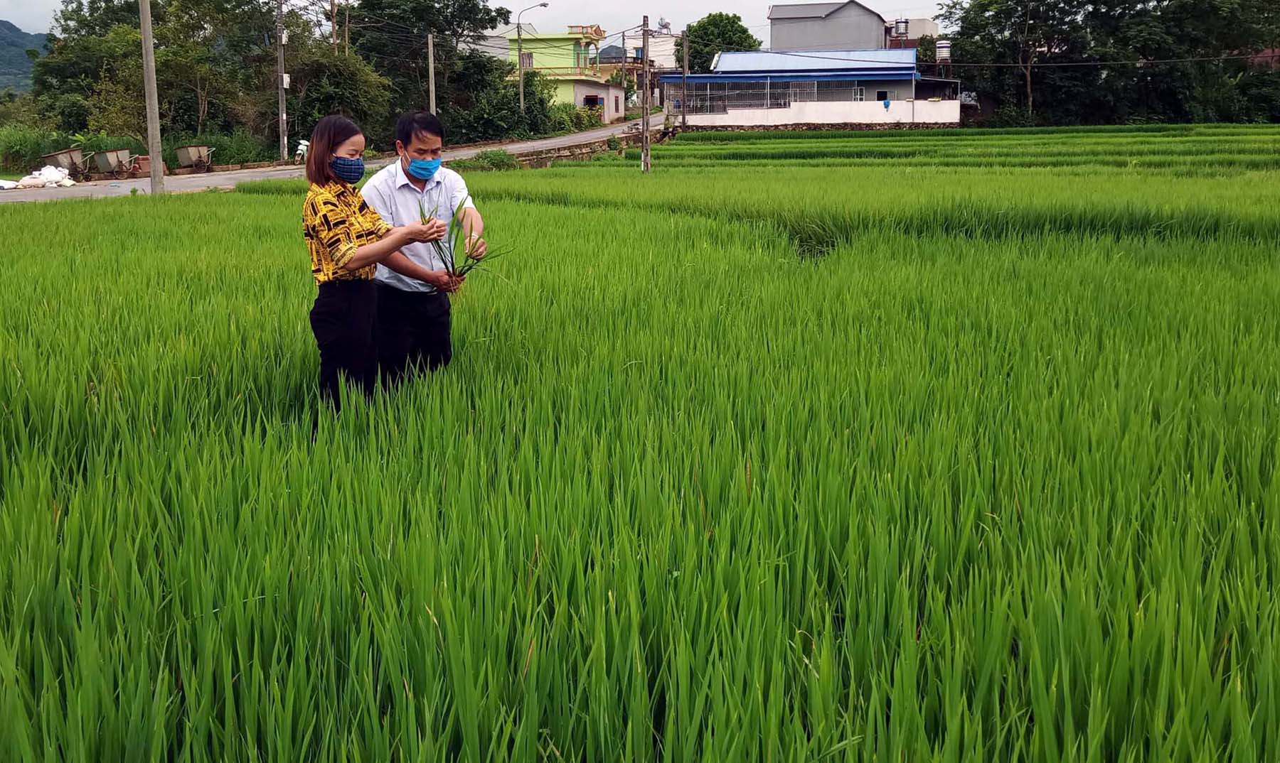Cán bộ Trung tâm Dịch vụ nông nghiệp thành phố Lai Châu kiểm tra sâu bệnh gây hại trên lúa mùa.