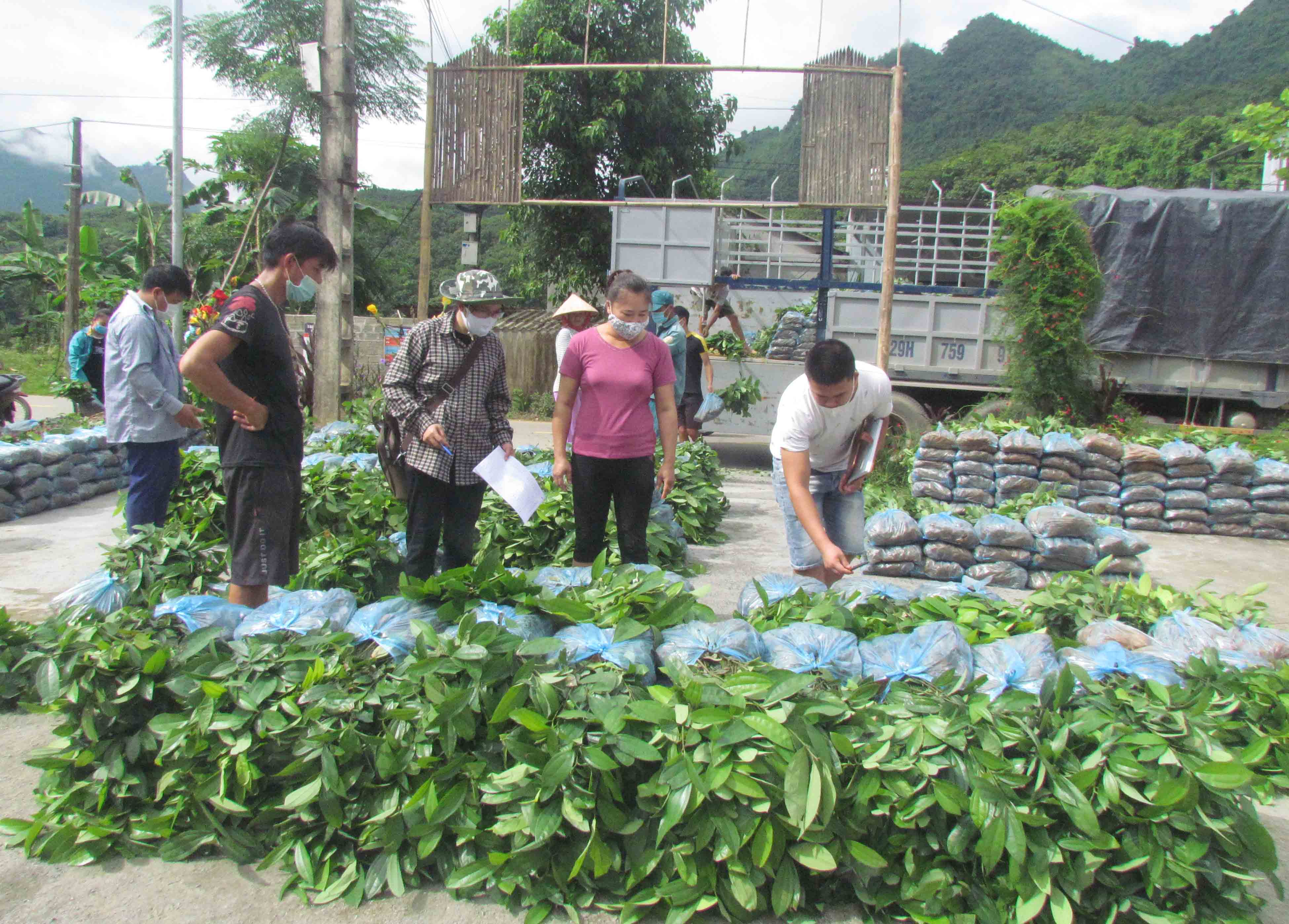 Nhân dân bản Huổi Phặc (xã Khổng Lào) nhận quế giống.