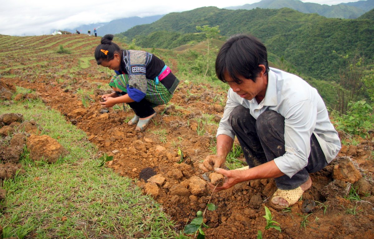 Bà con bản Huổi Hằm, xã Mường Cang (huyện Than Uyên) trồng và phát triển chè
