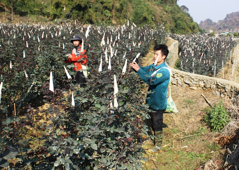 Diện tích trồng hoa hiện tại tại xã San Thàng (thành phố Lai Châu) được chuyển đổi từ đất lúa. 